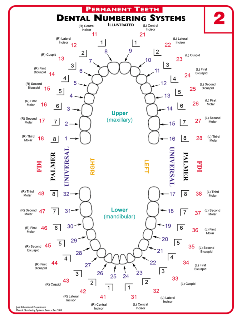 Teeth Number Systems - CLICK TO ENLARGE